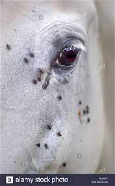 Pourquoi les mouches sont attirées par les chevaux ?