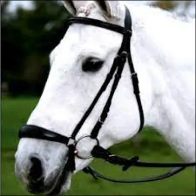 De quelle muserolle s'agit-il ?