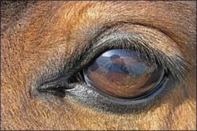 Quel cheval &eacute;tait g&eacute;n&eacute;ralement oppos&eacute; au destrier ?
