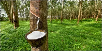 De quelle espèce végétale extrait-on le latex ?