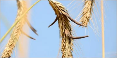 A quel groupe de champignons l'ergot du seigle appartient-il ?
