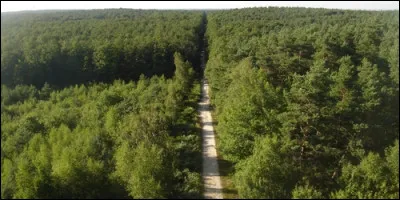 La forêt d'Orléans est une forêt :