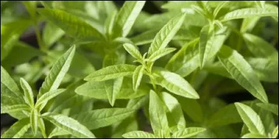 Quelle plante aromatique, originaire d'Inde, est utilisé pour repousser les moustiques ?