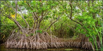 Lequel de ces arbres possède des racines aériennes ?