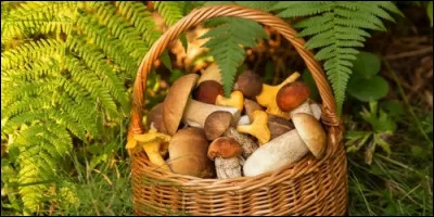 Lequel d'entre eux n'est pas un champignon ?