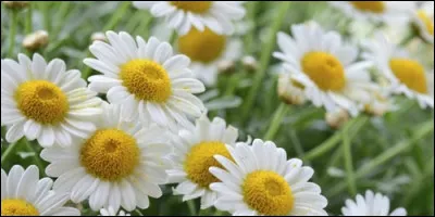 Quel est l'autre nom de la camomille ?