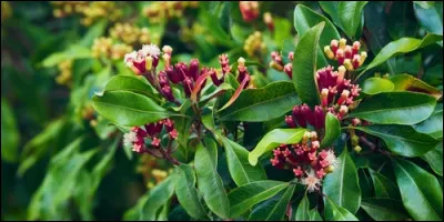 Le giroflier a une propriété :