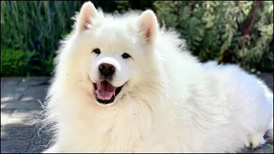 Quel chien adopterais-tu ?