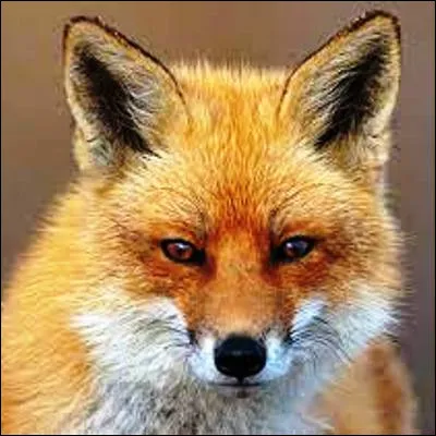 Quelle espèce de renard est le plus petit canidé au monde ?