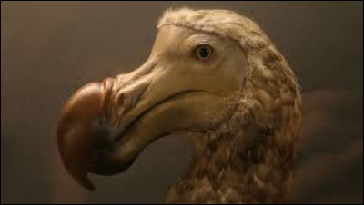 De quelle région le dodo est-il originaire ?