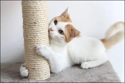 Ton mentor s'appelle-t-il ''Feuille de Sapin'' ?