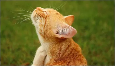 Ton mentor s'appelle-t-il ''Plume de Sable'' ?