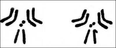 Qu'est-ce qu'une drosophile ?