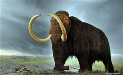 Quel phénomène a causé la disparition des mammouths ?