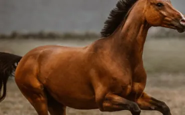 Quiz Galop 4