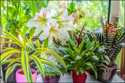 Quelles sont les plantes toxiques ?