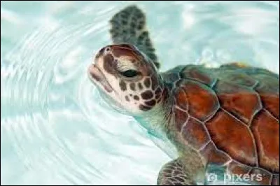 Veux-tu sauver les bébés tortues des sacs plastiques ?