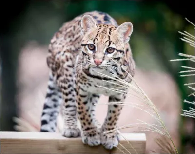 Animaux : De quel continent l'ocelot est-il originaire ?