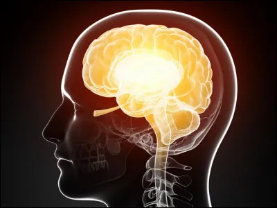 Sciences : Combien p&egrave;se environ un cerveau humain ?