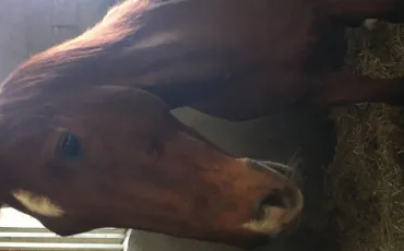 Quiz Galop 1