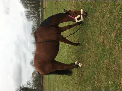 Quelle est la robe de ce cheval ?