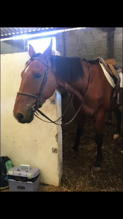 Comment s’appelle l’objet que porte le cheval sur la tête ?