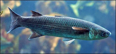 Leurre de travail, c'est la...