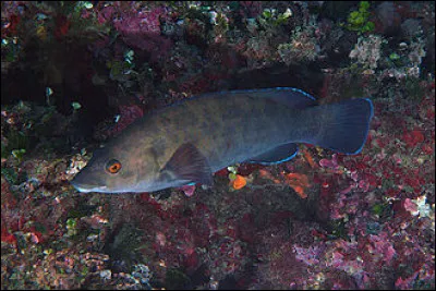 Il peut en cacher d'autres, c'est l'...