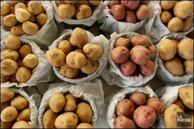 Quelle année fut proclamée « année internationale de la pomme de terre » par les Nations Unies ?