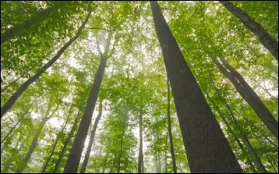 Dans quel d&eacute;partement pourrez-vous vous promener dans la for&ecirc;t de Tron&ccedil;ais ?