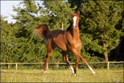 Quelle est cette robe ?