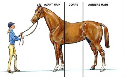 Où se situe l'"avant-main" sur un cheval ?