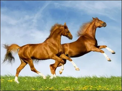 Comment arrêter un cheval ?