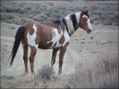 Et pour finir,quelle est cette robe ?