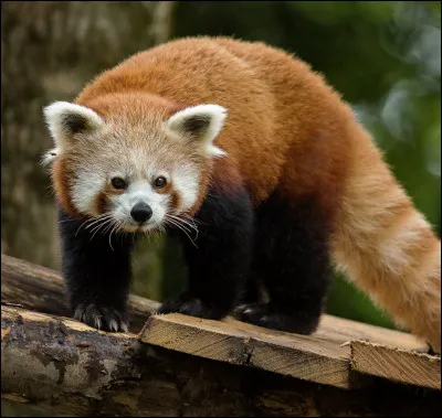 Si tu étais un animal qu'aimerais-tu manger parmi ces choix ?