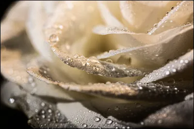 Dans quel pays trouve-t-on lordre honorifique de la Rose blanche ?