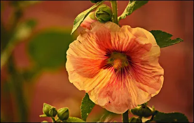 Lequel de ces noms nest pas donné à cette fleur ?