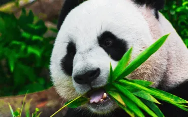 Quiz Panda