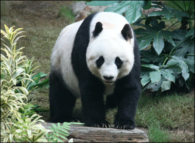 Dans quel zoo de France peut-on voir un panda ?