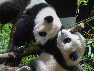 D'où vient le mot "panda" ?