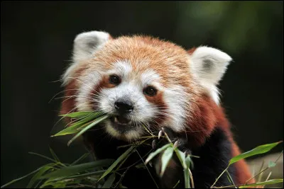 Pourquoi partage-t-il son nom avec le panda roux ?