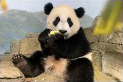 La nourriture du panda est constituée à 99% de...