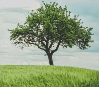 Quel garçon préfères-tu dans MHA ?