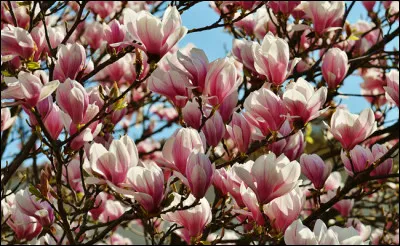 Qui chantait "Magnolias for Ever" ?