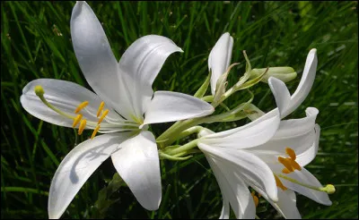 "La fleur de lys" a été définitivement adoptée comme emblème royal au XIIe siècle par le roi...