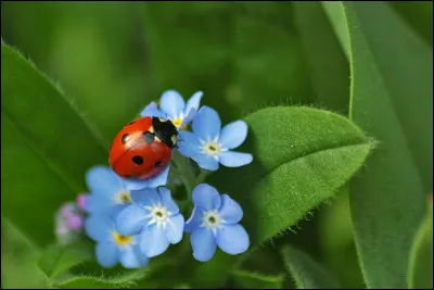 Quelle fleur tire son nom d'un mot grec signifiant "oreille de souris" ?