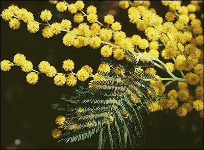 Dans quel département la commune de Bormes-les-Mimosas est-elle située ?
