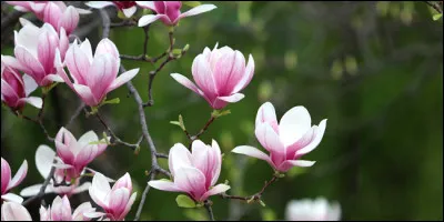 Qui est le réalisateur du film "Magnolia" ?