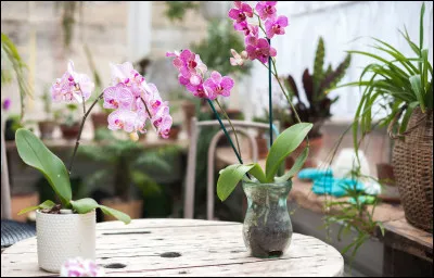 Quelle est la famille de plantes à fleurs qui compte le plus grand nombre d'espèces ?