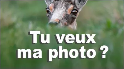 Oui mais voilà réponds-moi non ou bien oui !